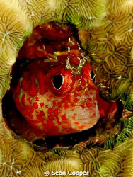 Fringed blenny by Sean Cooper 